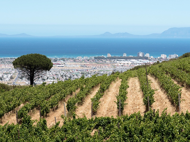 Wine Futures: The Rise of Coastal Vineyards