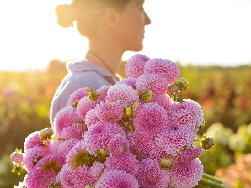 Erin Benzakein, founder of Floret Flower Farm, holds an armful of Willowfield Matthew dahlias. The family business, based in Skagit Valley, Washington, specializes in unique, uncommon, and heirloom flowers.