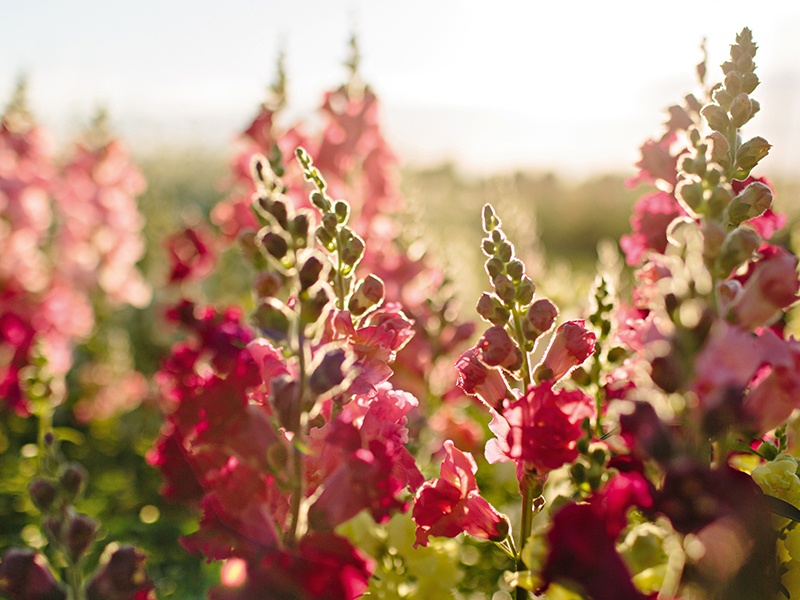Blocks of one type of plant, such as these snapdragons at Floret Flower Farm, add drama to a garden.