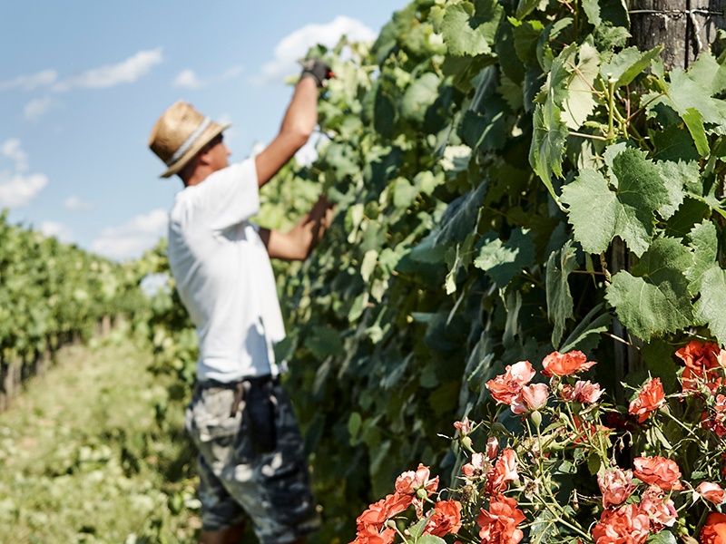 Careful and expert hand-harvesting contributes to the character of the wines made at Il Palagio. Photograph: Fabrizio Cicconi