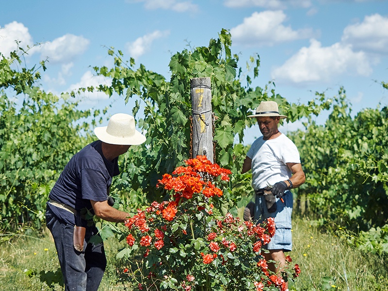 Vines are tended to with great care at Il Palagio. Wine has been harvested, fermented, and bottled at the estate since the mid-1500s. Photograph: Fabrizio Cicconi