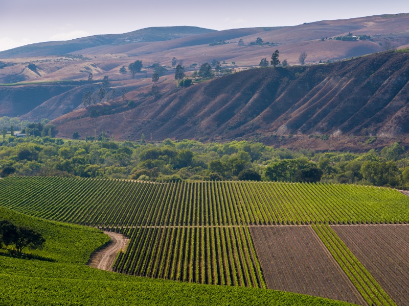 Set between the Santa Ynez Mountains to the south and the San Rafael Mountains to the north, Santa Ynez Valley boasts over 70 wineries and tasting rooms.