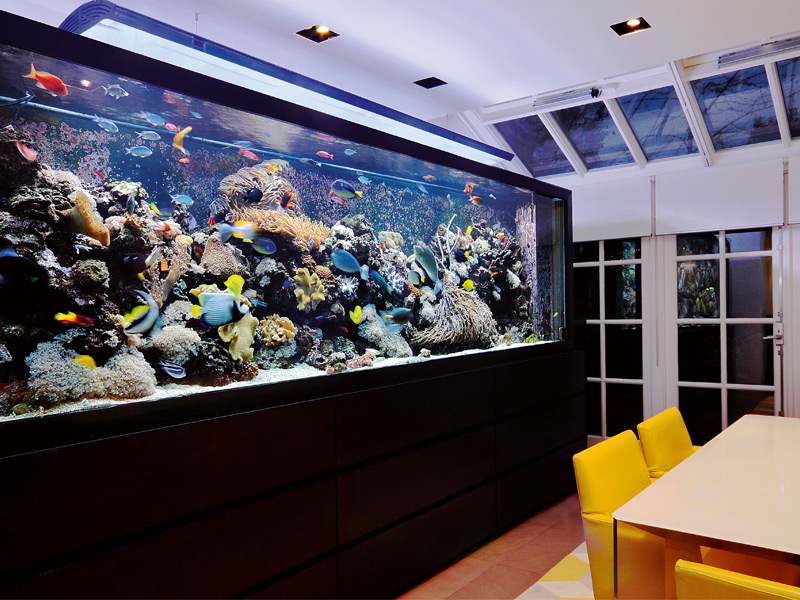 Gone Fishing: Residential Luxury Aquariums